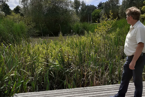 Napier garden pond